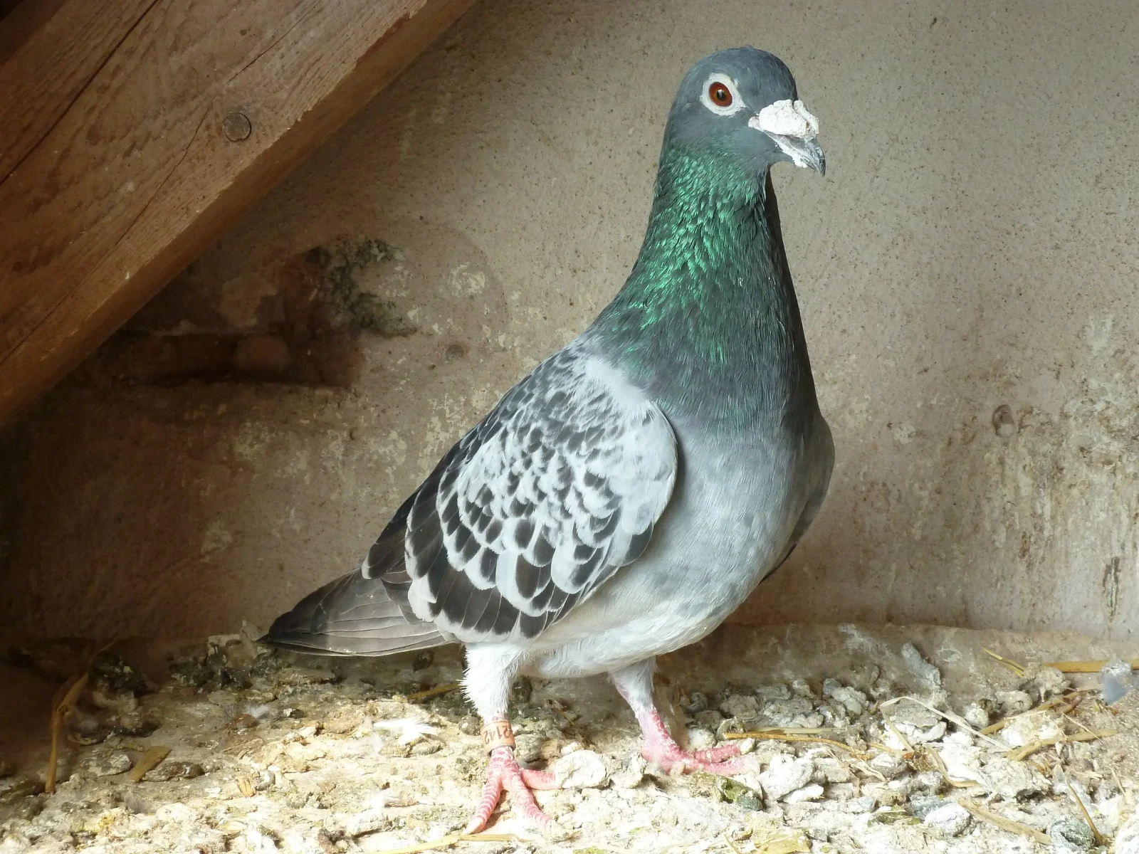 Racer pigeon