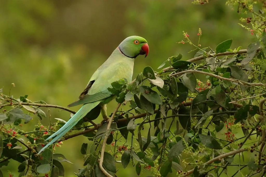 Indian ringneck parrot